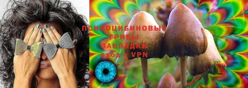 как найти закладки  Избербаш  Галлюциногенные грибы Cubensis 